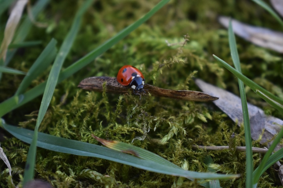 Ladybird on mossy ground